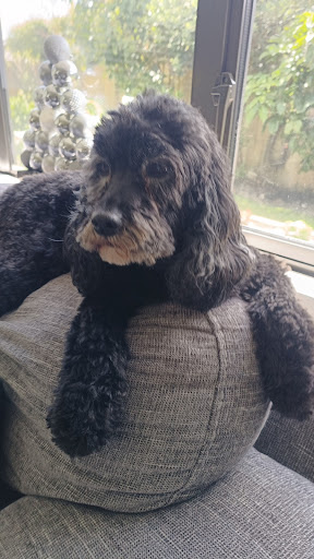 Black dog with white muzzle resting on a couch — relaxed after grooming