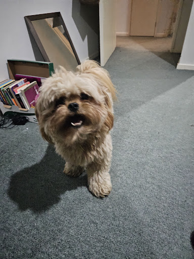 Light-brown small dog standing on carpet after grooming