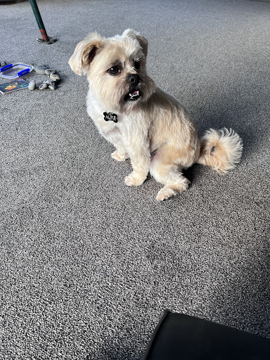 Tan and white dog with bone tag sitting after grooming