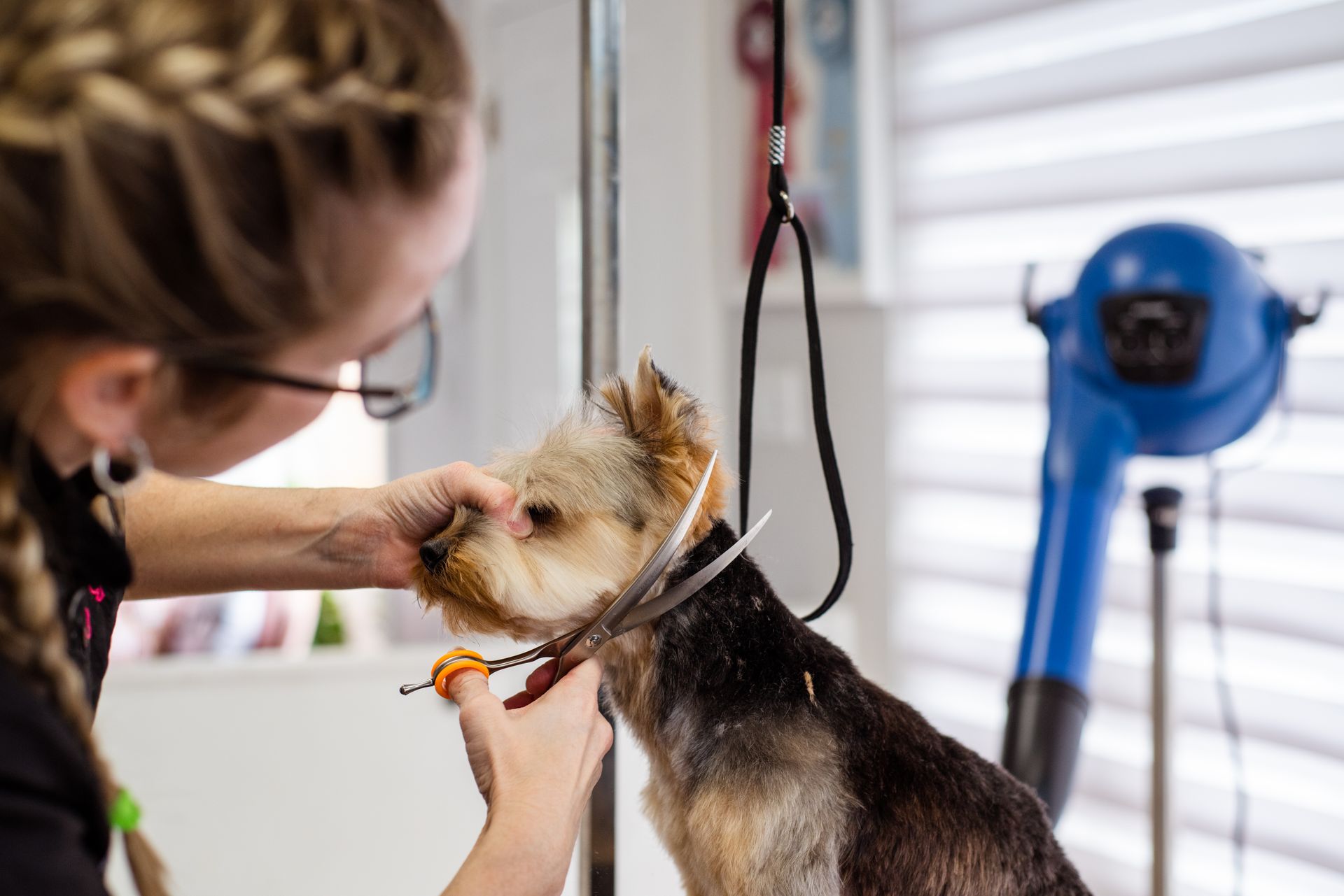 Groomer carefully scissoring a small Yorkshire Terrier in a bright salon