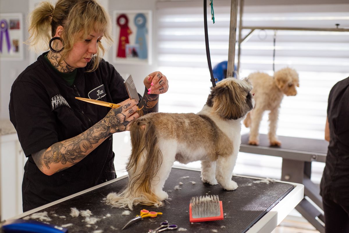 Groomer scissoring a small dog on the table