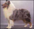 De-Shedding Treatment