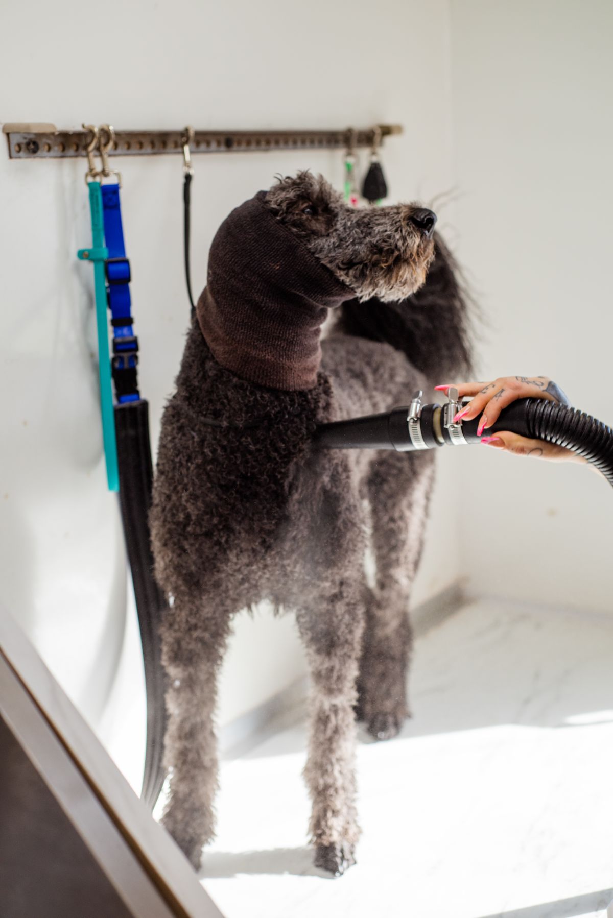 Poodle being blow-dried in the salon