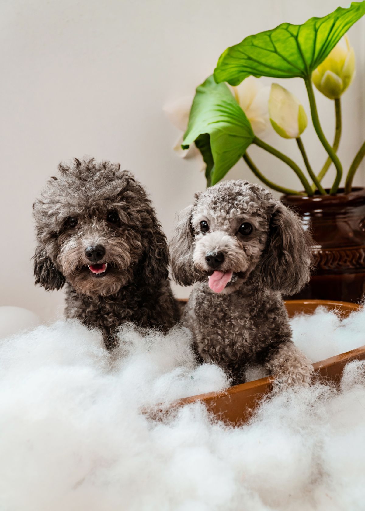 Two freshly groomed poodles sitting in a bath