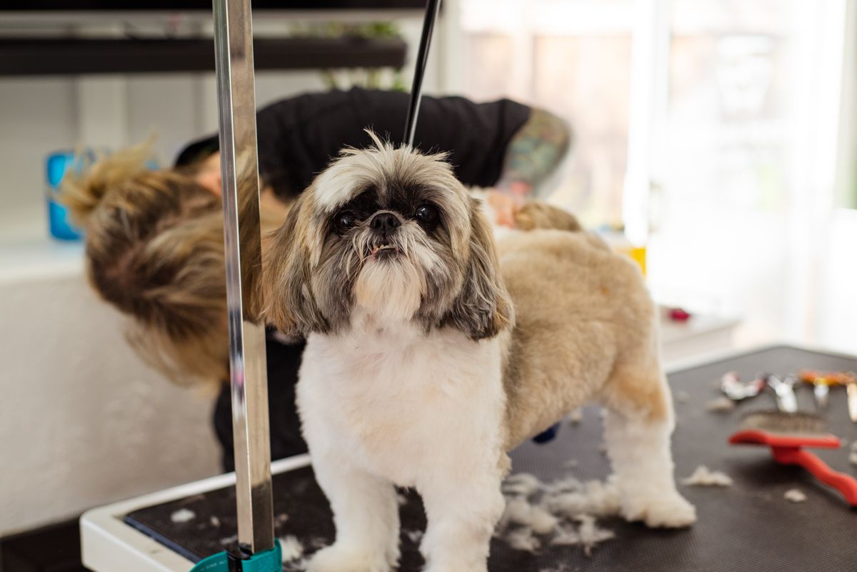 Breed-Specific Grooming — Taff's Grooming Room