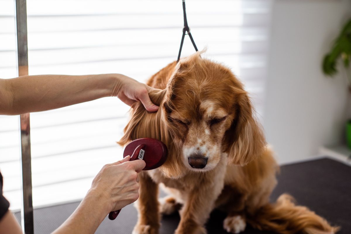 De-shedding Treatment — Taff's Grooming Room
