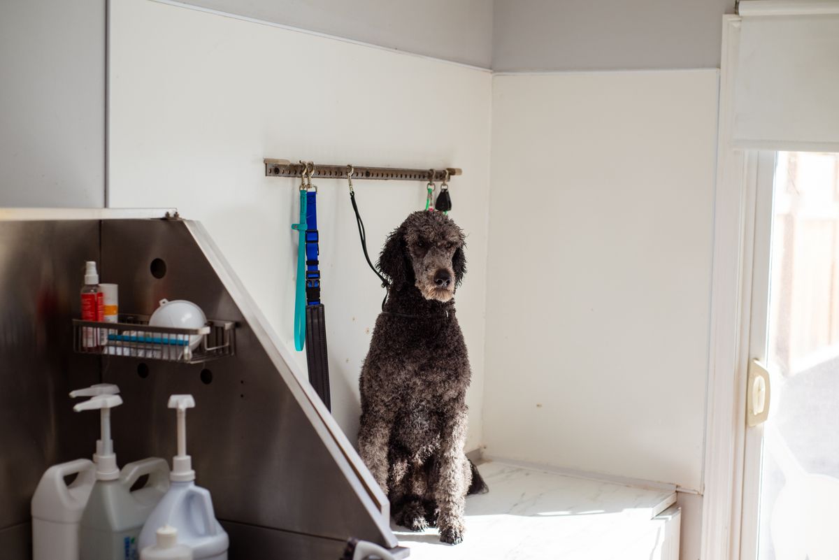 Dog Washing — Taff's Grooming Room