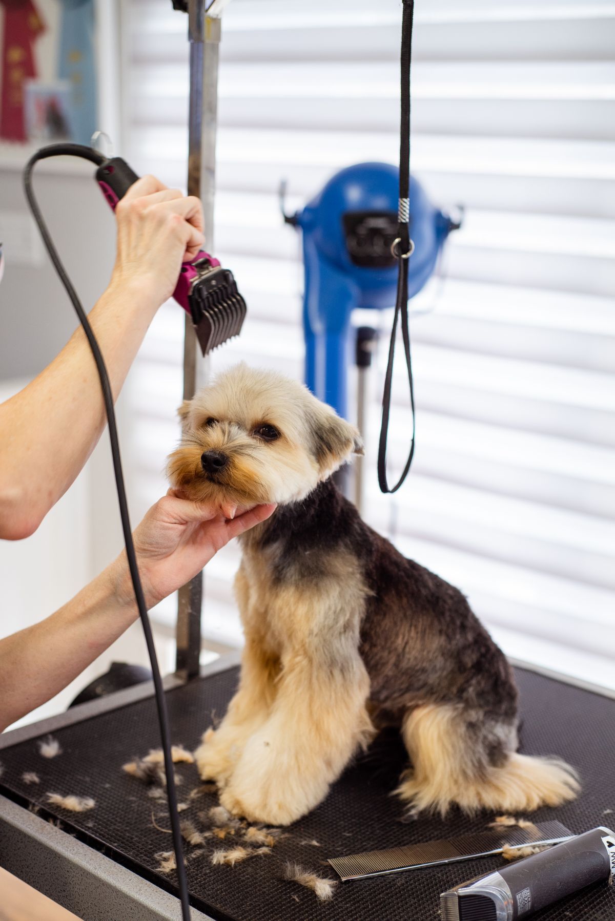 Full Grooming — Taff's Grooming Room