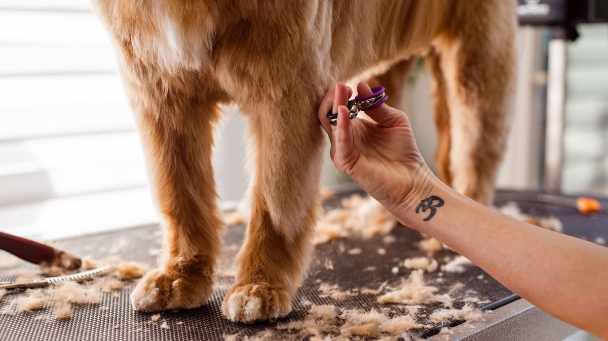 Nail Trimming & Paw Care — Taff's Grooming Room