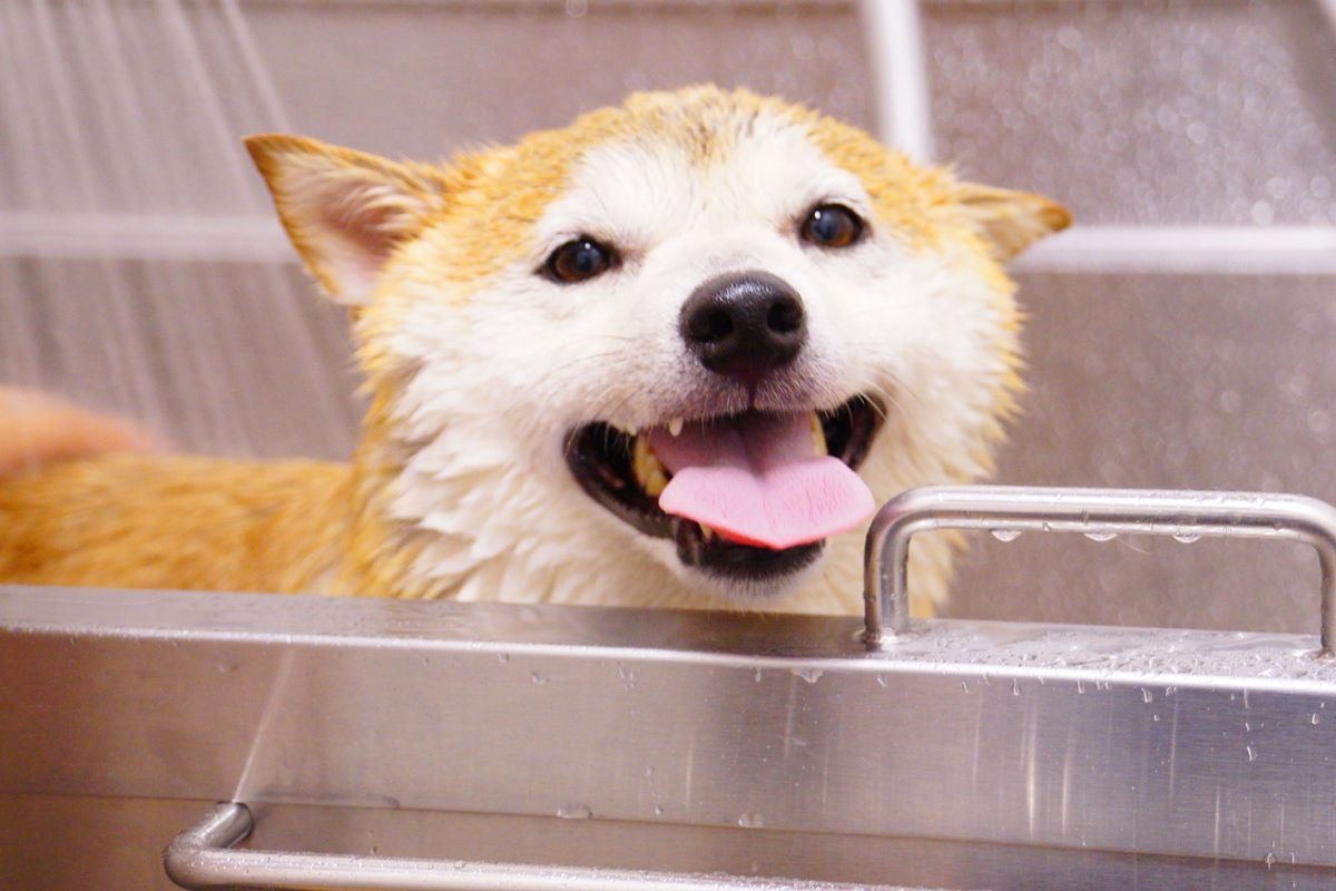 Puppy Grooming — Taff's Grooming Room